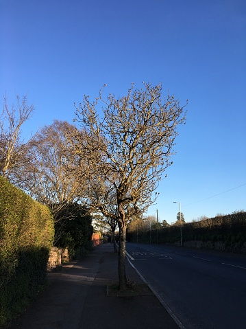 A Manna ash tree (Fraxinus ornus) in March