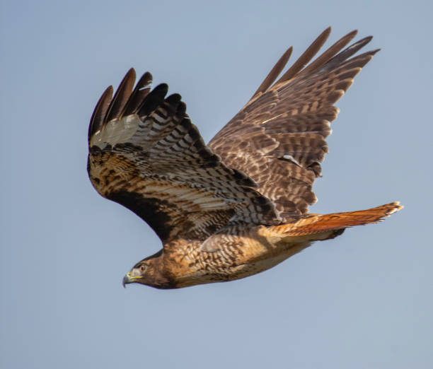 istock Close Up of a Flying Hawk 1986010692