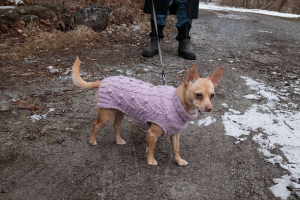 istock A Chihuahua Takes a Walk Outside 1986022516