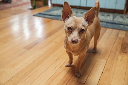 A Chihuahua Stands in his Kitchen