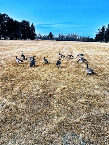 istock Geese at Lions park 1986038774