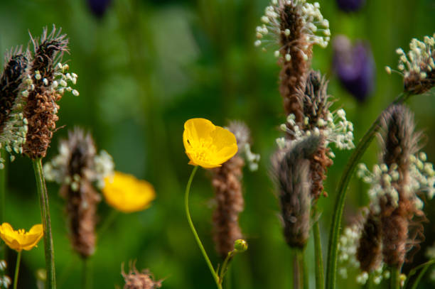 Yellow Flower on nature background