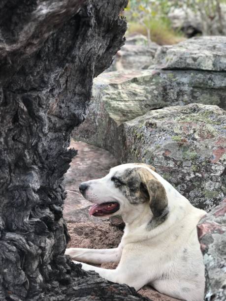 Dog in nature