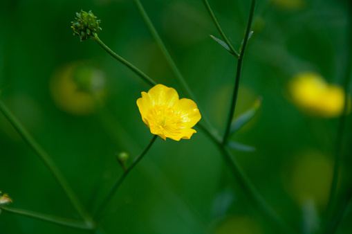 loosestrife flower isolated on white background