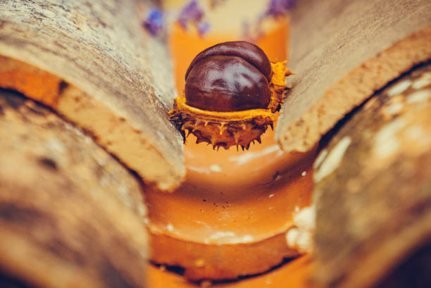 Autumn season. Single chestnut lies in autumnal scenery and peeks out of the peel.