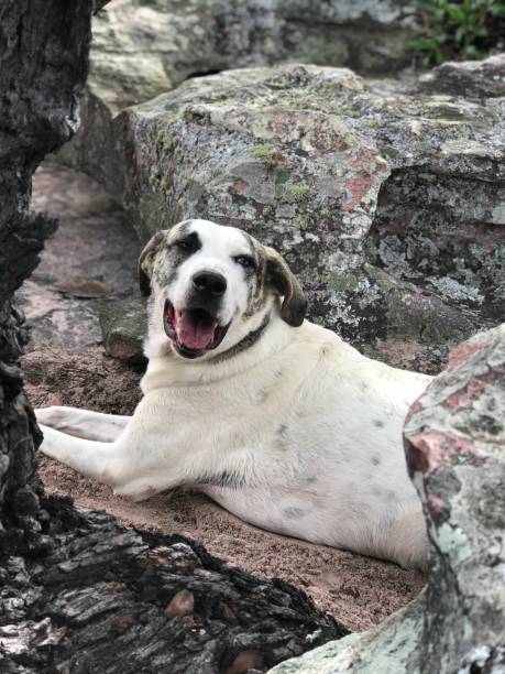istock Dog in nature 1986081452