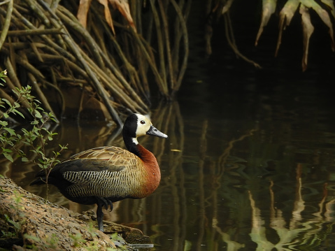 A wide-shot of a White-faced whistling duck (dendrocygna viduata) on a lake shore