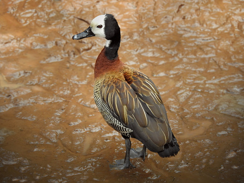 A close shot of a White-faced whistling duck (dendrocygna viduata) walking on clay