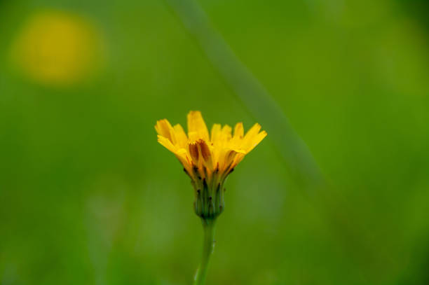 Yellow wild flower on grass background