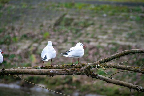 water birds resting, eating , ducks, swan, pigeon, seagull, on river or tree branch