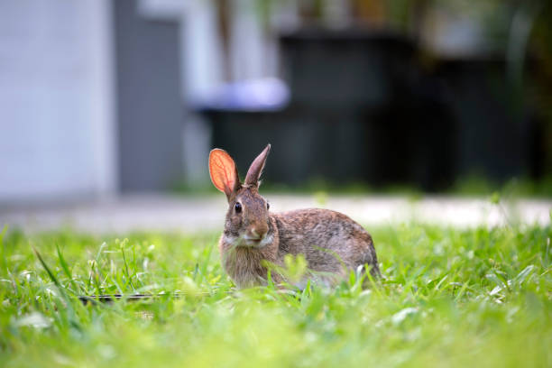 istock Grey small hare eating grass on summer field. Wild rabbit in nature 1986088213