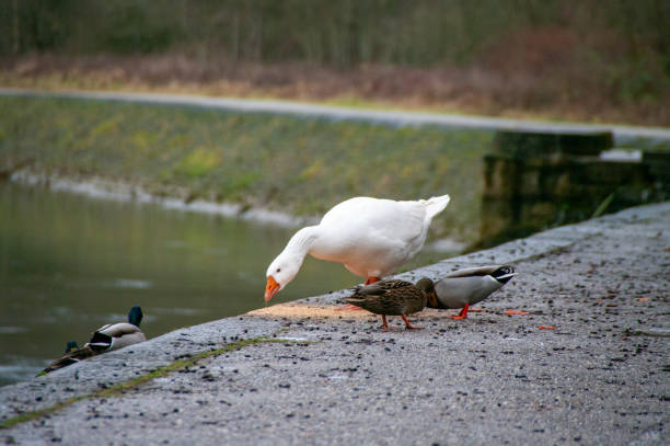 water birds resting, eating , ducks, swan, pigeon, seagull, on river or tree branch