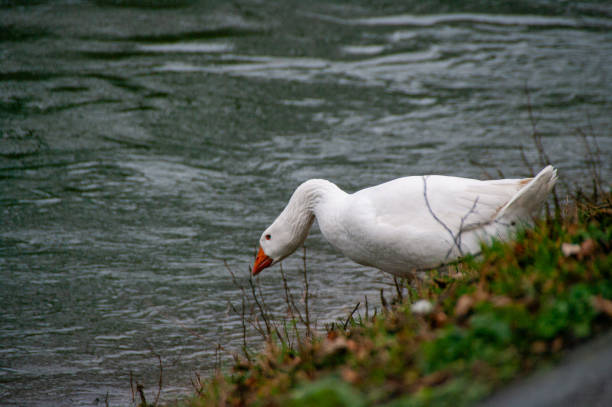 water birds resting, eating , ducks, swan, pigeon, seagull, on river or tree branch