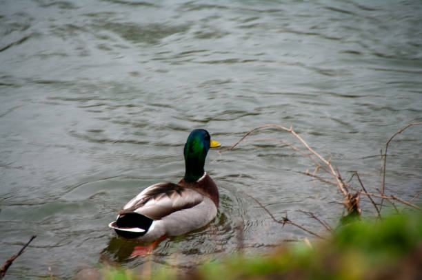 istock water birds resting, eating on river or tree branch 1986092424
