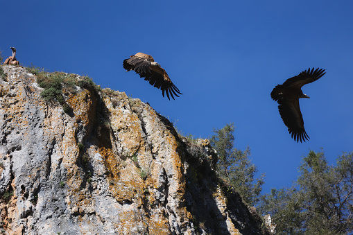 three griffon vultures on the rocks, one perched, one flying and one taking off