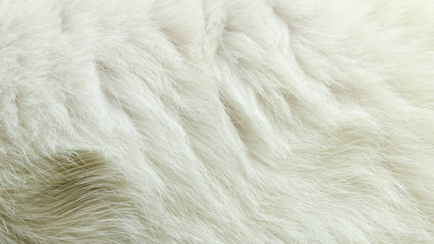 istock white cat fur texture close up 1986109719