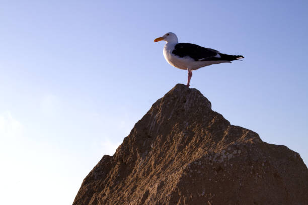 istock Seagull in Morro Bay 1986140575