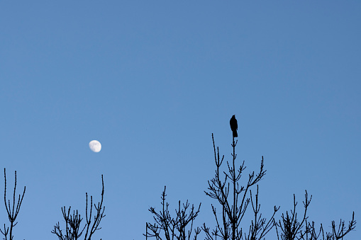 Blackbird (Turdus merula) perched on the top branch of tree at dusk with the waxing gibbous moon rising in a clear blue sky. A winter scene and the tree has shed all of its leaves.