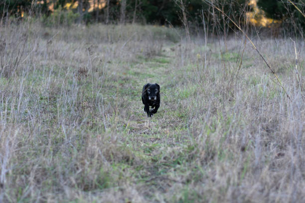 istock A black dog running through the grass 1986185106