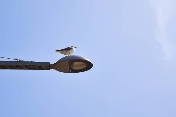 A seagull sitting on a street light with a blue sky on the background.