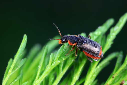 Beautiful beetles on wild plants, North China