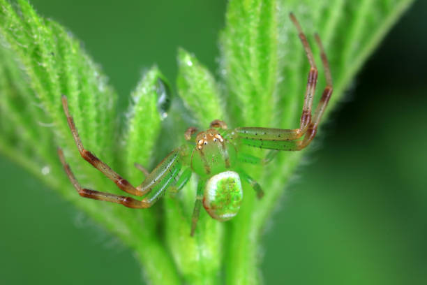 istock Spiders in the wild, North China 1986229771