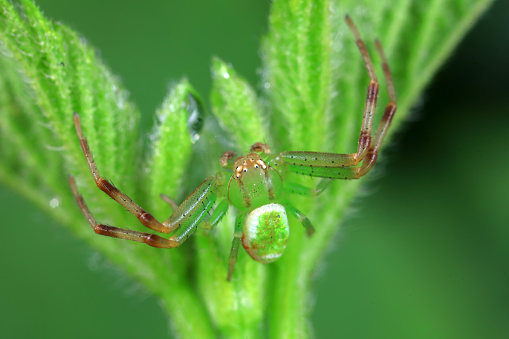 Spiders in the wild, North China