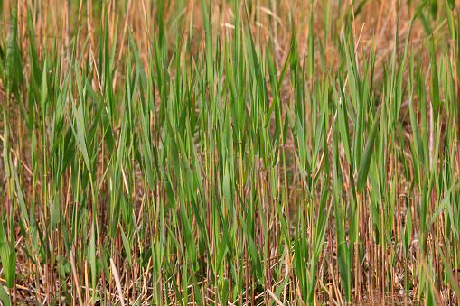 Reed leaves in nature, North China