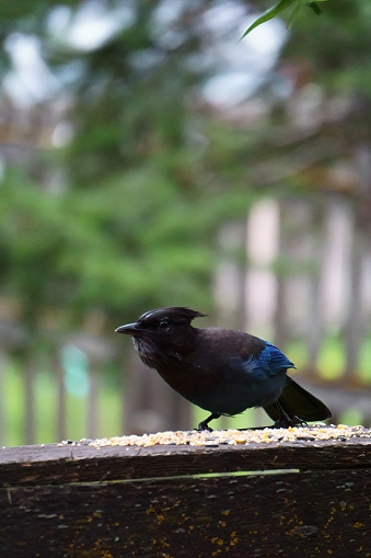 A deep blue Steller's Jay is perched on an old wooden rail. It seems to have been alerted to some danger and looks up from eating seeds. The background is blurred green foliage and an old picket fence.