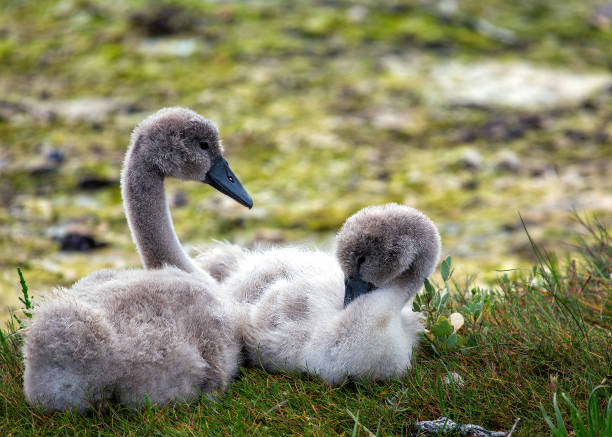 istock Graceful Cygnet (Cygnus olor) in St. Stephen's Green, Dublin, Ireland 1986247069