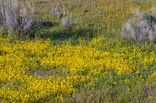Superbloom at Soda Lake. Carrizo Plain National Monument in central California is covered in swaths of yellow, orange and purple from a super bloom of wildflowers