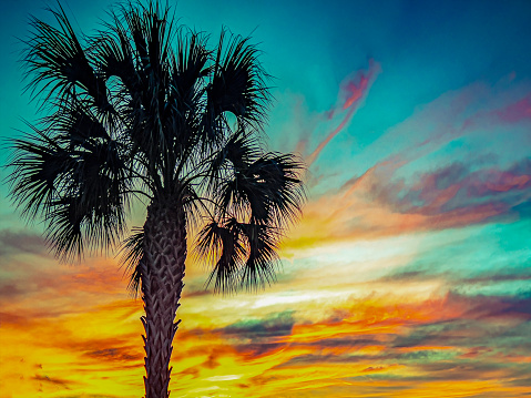 A beautiful colorful  sunset in Miami Florida, featuring a California Fan Palm (Washingtonia filifera) is on the left of the image.  There is copy space in the sky