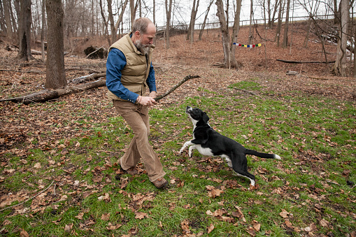 A Man Throws a Stick for His Pointer Mixed-Breed Dog In His Backyard