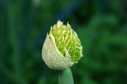 Artichoke Flower head