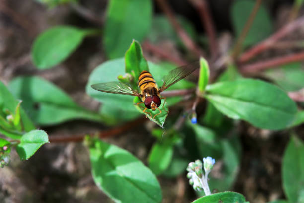 Aphid eating flies in the wild, North China