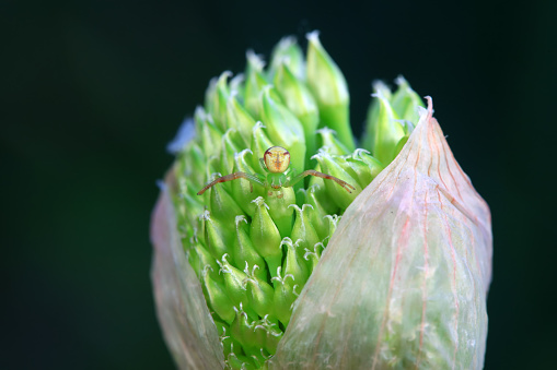 Crab spider on the flowers of scallion, North China