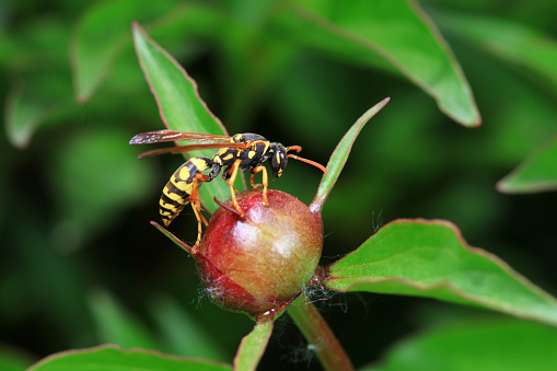 Wasps in the wild, North China