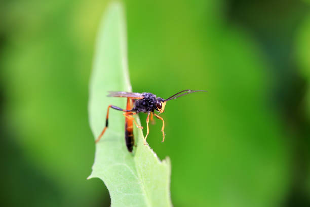 Bee insects in the wild, North China