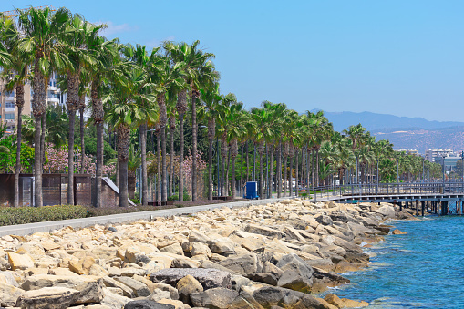 Palm trees on Molos Seaside Park in Limassol Cyprus