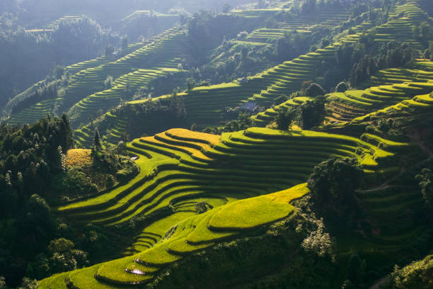istock Rice terrace in Hoang Su Phi, Ha Giang, Vietnam 1986335826