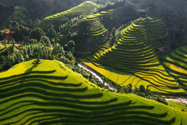 istock Rice terrace in Hoang Su Phi, Ha Giang, Vietnam 1986335833