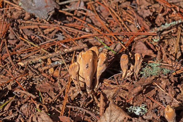 состаренная ксилария в лесной подстилке - xylaria стоковые фото и изображения