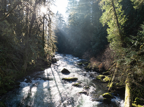 Morning sunlight shines on Eagle Creek as it flows through a beautiful Oregon forest. The many watersheds throughout the Pacific Northwest are vital habitats for native fish.
