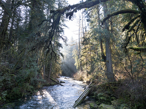 Morning sunlight shines on Eagle Creek as it flows through a beautiful Oregon forest. The many watersheds throughout the Pacific Northwest are vital habitats for native fish.