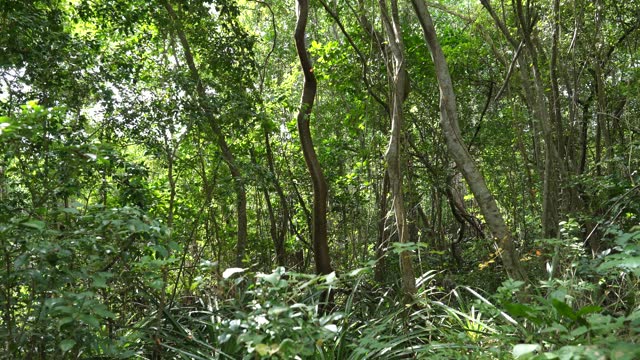 View of the thick green foliage of the Puerto Rican jungle