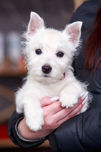 Dog West Highland White Terrier close-up on hands