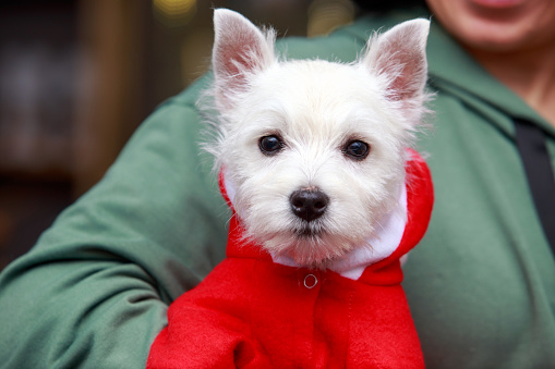 Dog West Highland White Terrier close-up on hands