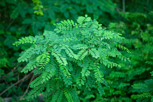 Gewöhnliche Robinie (Robinia pseudoacacia)