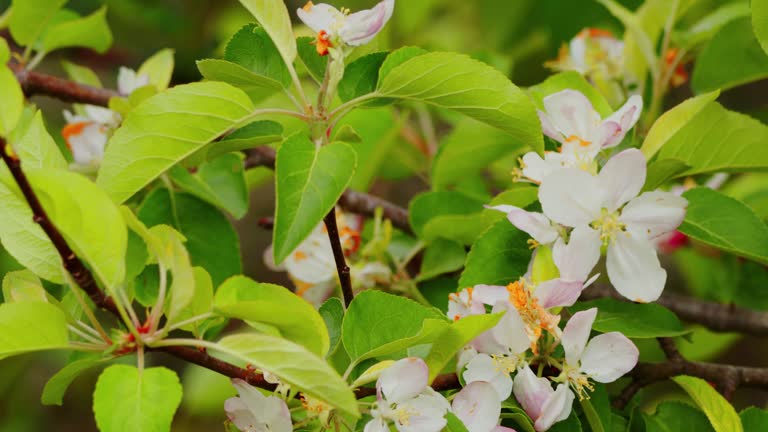 Apple blossoms on a blossoming apple tree