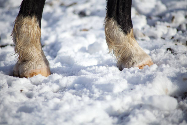 sabots de chevaux dans la neige. cheval en hiver courant sur une prairie gelée - running horses photos et images de collection
